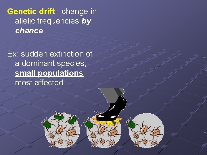 Genetic drift - change in allelic frequencies by chance Ex: sudden extinction of a