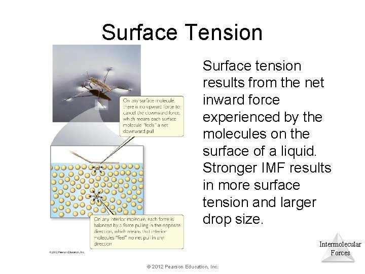 Surface Tension Surface tension results from the net inward force experienced by the molecules Surface Tension Surface tension results from the net inward force experienced by the molecules