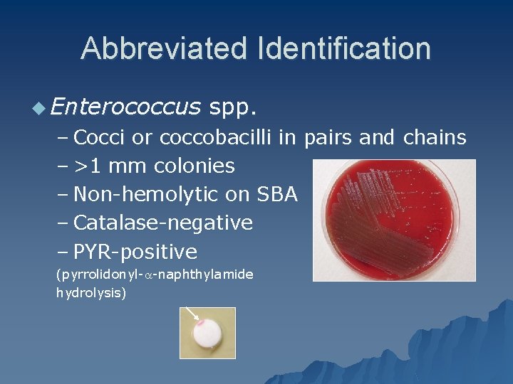 Abbreviated Identification u Enterococcus spp. – Cocci or coccobacilli in pairs and chains –