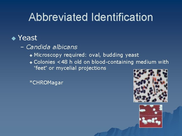 Abbreviated Identification u Yeast – Candida albicans u Microscopy required: oval, budding yeast u