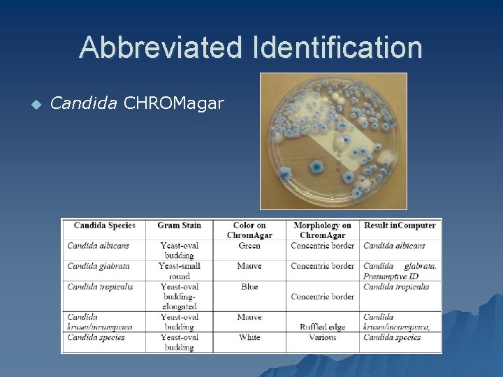 Abbreviated Identification u Candida CHROMagar 