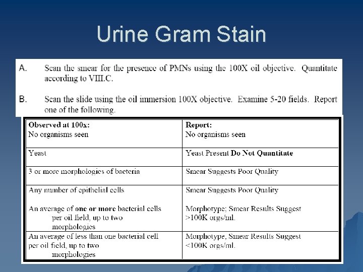 Urine Gram Stain 