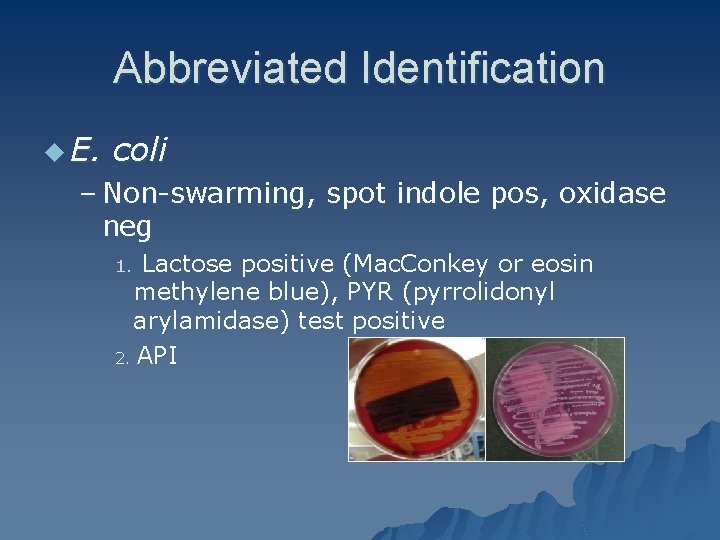 Abbreviated Identification u E. coli – Non-swarming, spot indole pos, oxidase neg Lactose positive