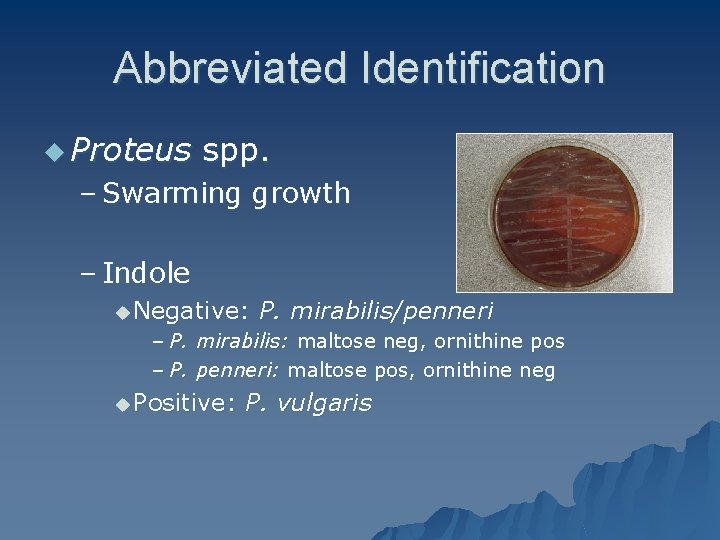 Abbreviated Identification u Proteus spp. – Swarming growth – Indole u Negative: P. mirabilis/penneri