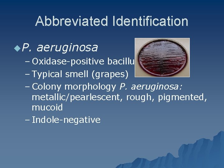 Abbreviated Identification u P. aeruginosa – Oxidase-positive bacillus – Typical smell (grapes) – Colony