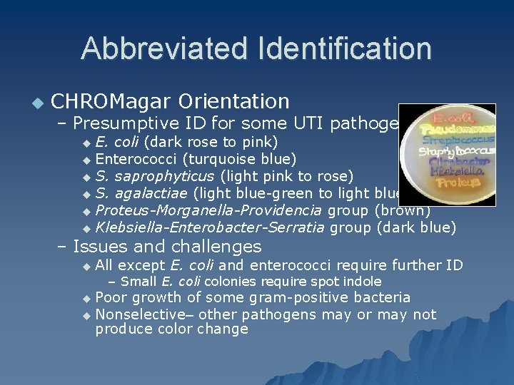 Abbreviated Identification u CHROMagar Orientation – Presumptive ID for some UTI pathogens u E.