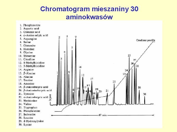 Chromatogram mieszaniny 30 aminokwasów 