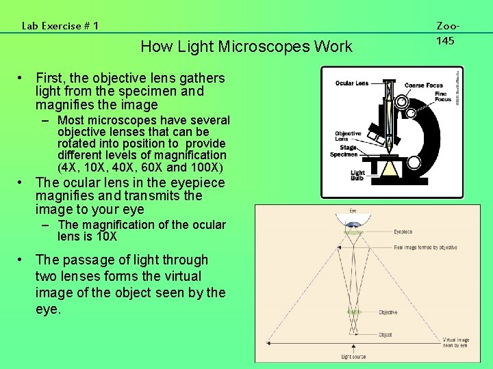 Lab Exercise 1 Microscopy Zoo 145 Lab Exercise