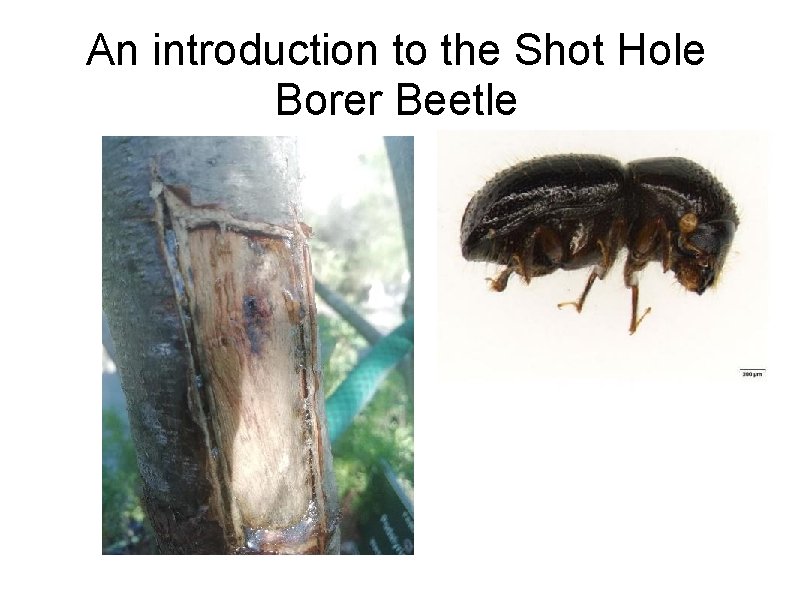 An introduction to the Shot Hole Borer Beetle Photo: Trudy Paap 