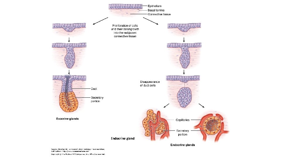 Endocrine gland 