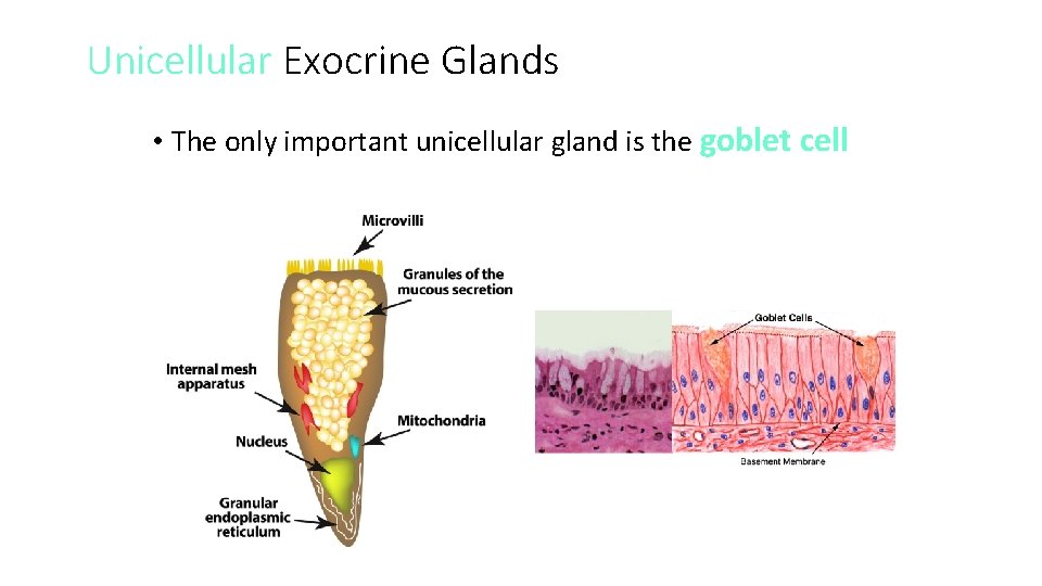 Unicellular Exocrine Glands • The only important unicellular gland is the goblet cell 