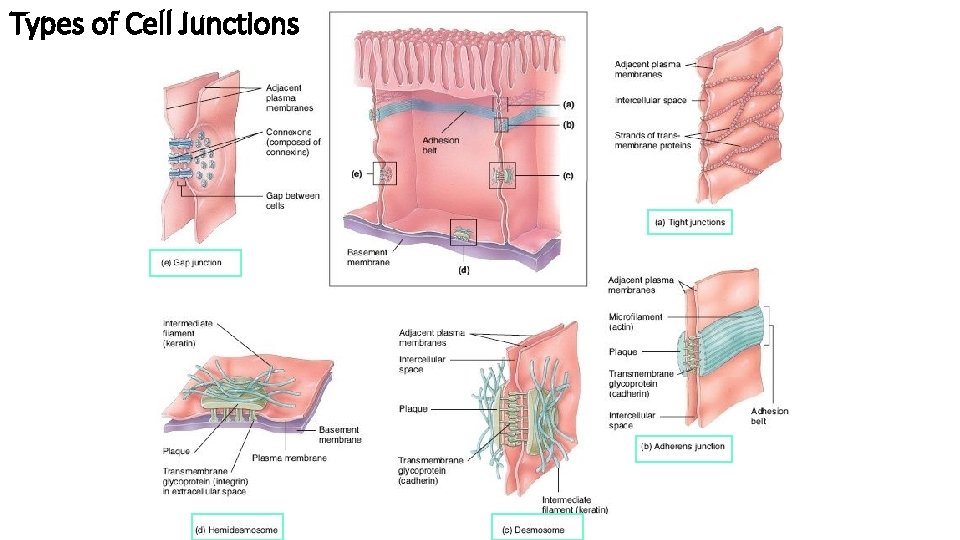 Types of Cell Junctions 