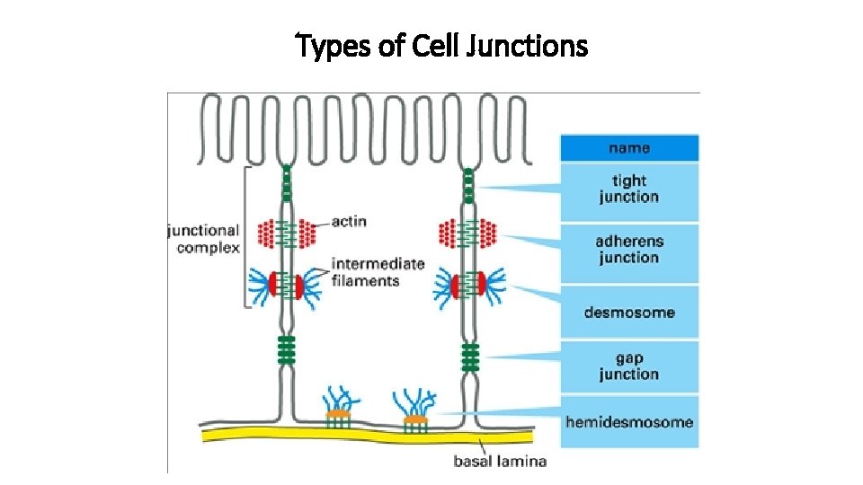 Types of Cell Junctions 