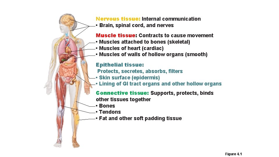 Nervous tissue: Internal communication • Brain, spinal cord, and nerves Muscle tissue: Contracts to