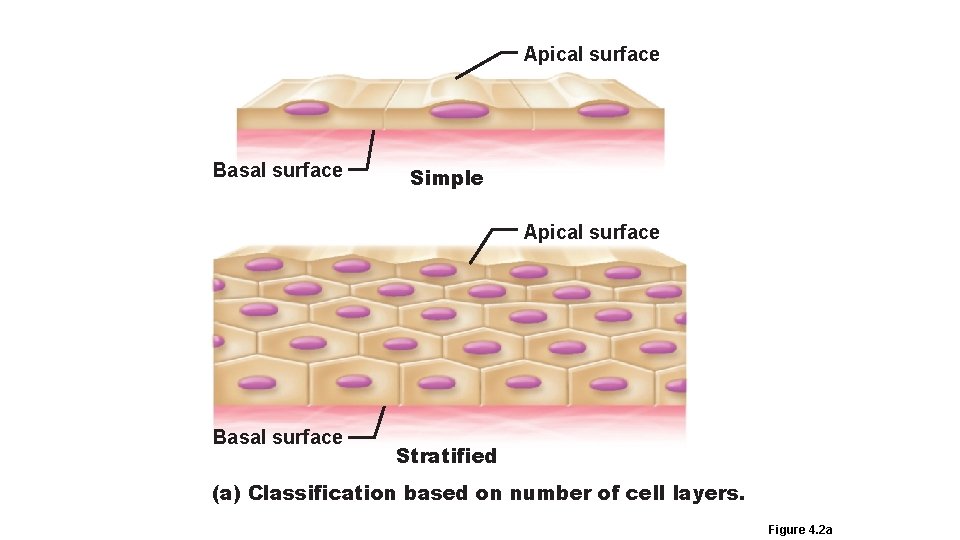 Apical surface Basal surface Simple Apical surface Basal surface Stratified (a) Classification based on