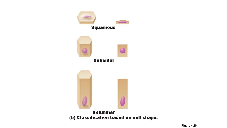 Squamous Cuboidal Columnar (b) Classification based on cell shape. Figure 4. 2 b 