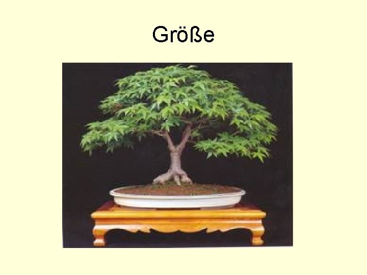 Größe 