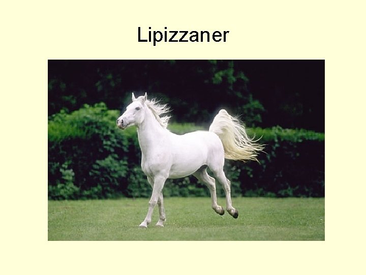 Lipizzaner 