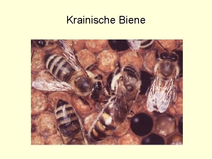 Krainische Biene 