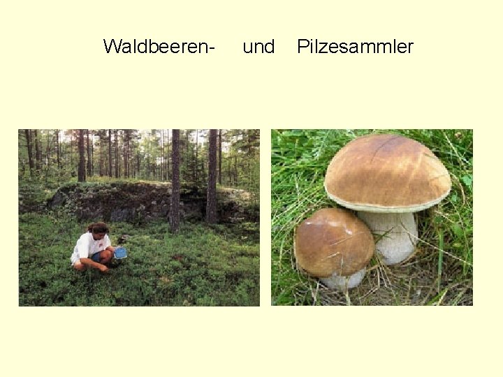 Waldbeeren- und Pilzesammler 