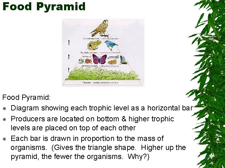 Food Pyramid: Diagram showing each trophic level as a horizontal bar Producers are located