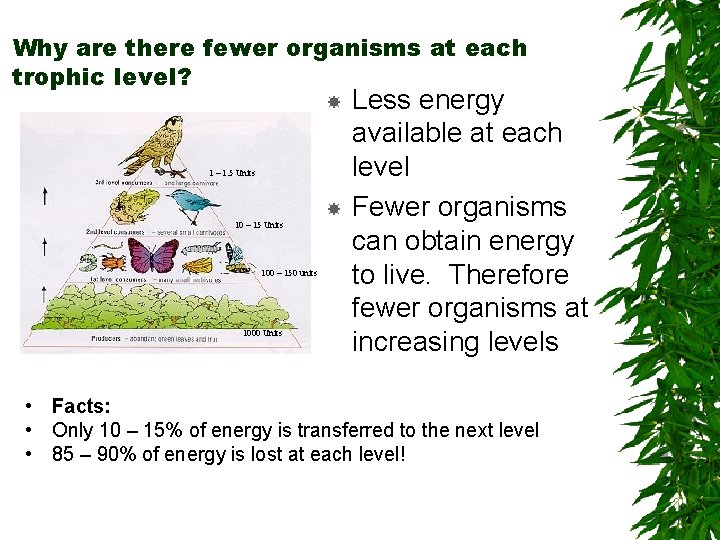 Why are there fewer organisms at each trophic level? 1 – 1. 5 Units