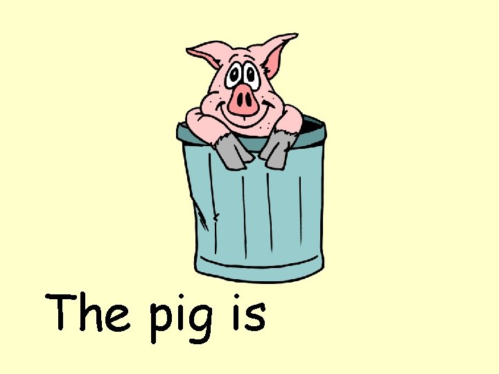 The pig is 