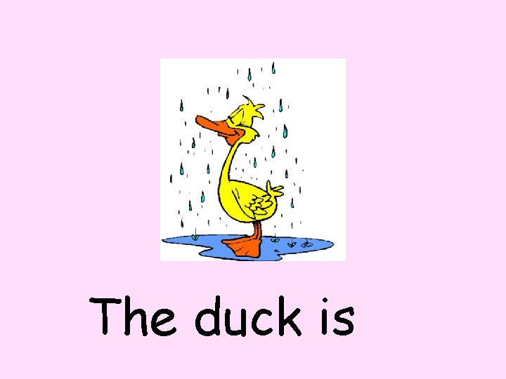 The duck is 