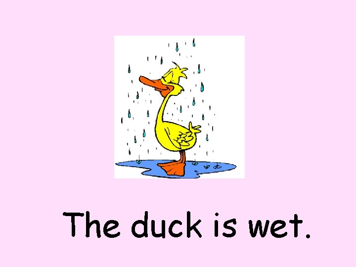 The duck is wet. 