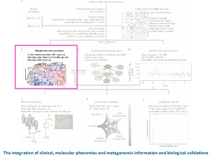 The integration of clinical, molecular phenomics and metagenomic information and biological validations 