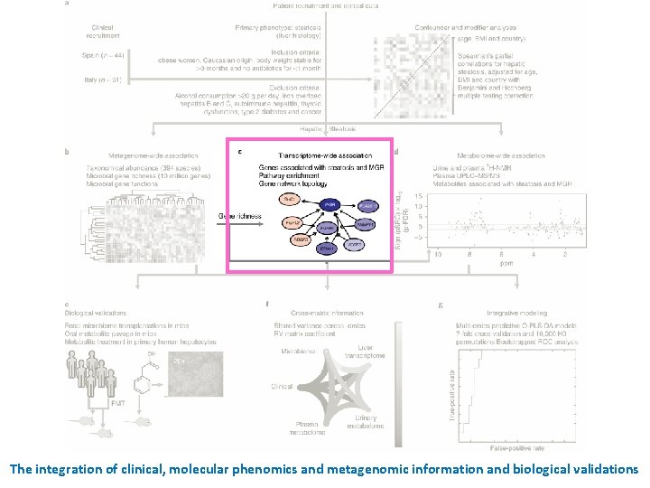 The integration of clinical, molecular phenomics and metagenomic information and biological validations 