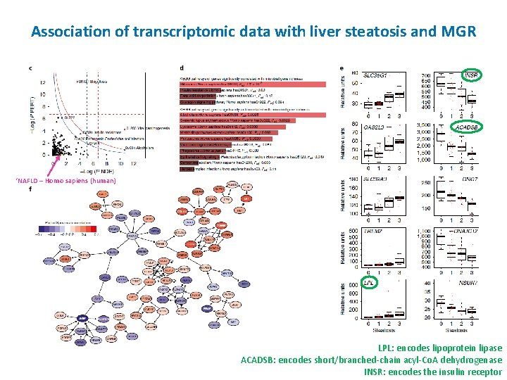 Association of transcriptomic data with liver steatosis and MGR ‘NAFLD – Homo sapiens (human)