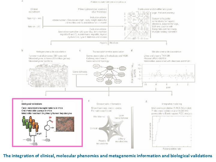 The integration of clinical, molecular phenomics and metagenomic information and biological validations 