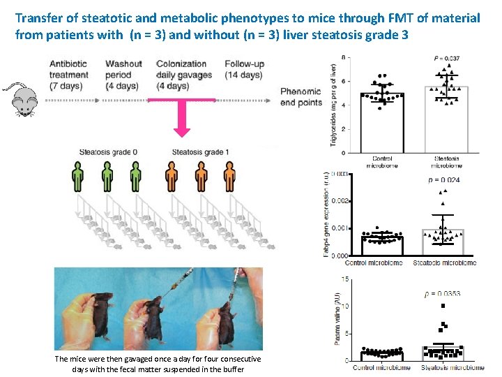 Transfer of steatotic and metabolic phenotypes to mice through FMT of material from patients