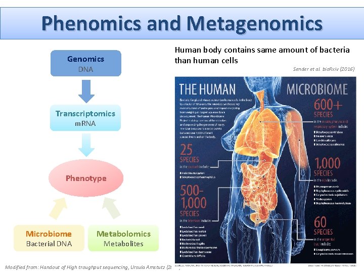 Phenomics and Metagenomics Genomics DNA Human body contains same amount of bacteria than human