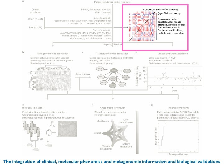 The integration of clinical, molecular phenomics and metagenomic information and biological validations 
