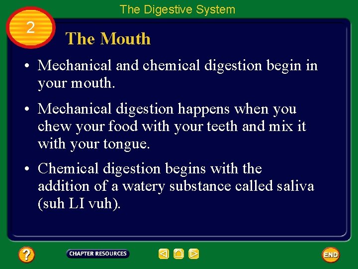 The Digestive System 2 The Mouth • Mechanical and chemical digestion begin in your