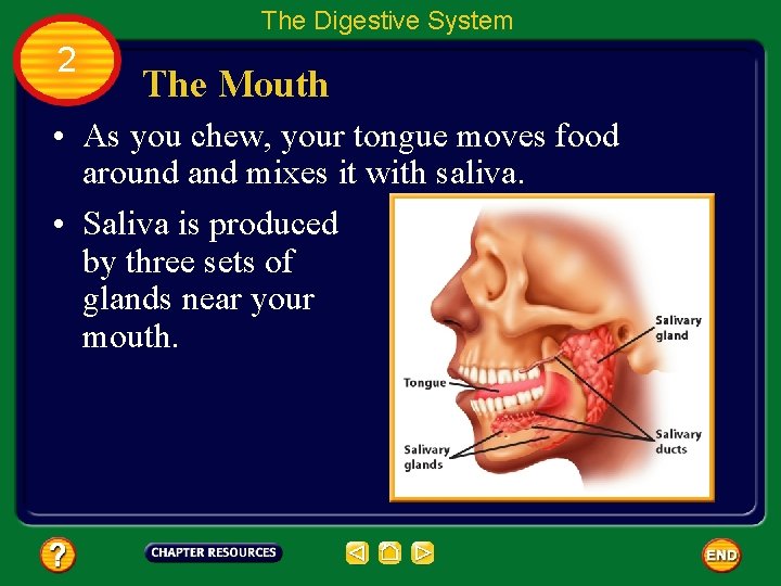 The Digestive System 2 The Mouth • As you chew, your tongue moves food