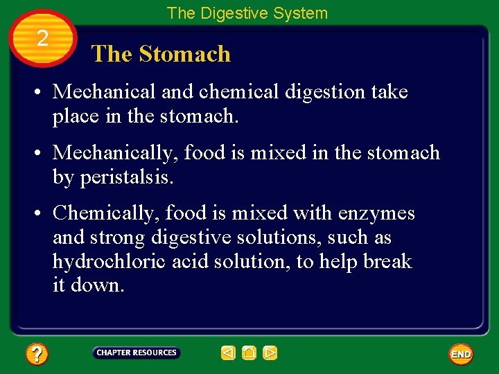 The Digestive System 2 The Stomach • Mechanical and chemical digestion take place in