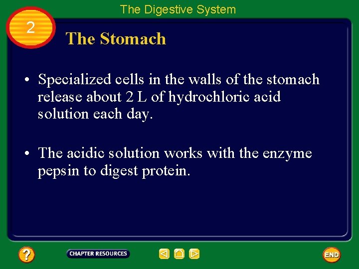 The Digestive System 2 The Stomach • Specialized cells in the walls of the