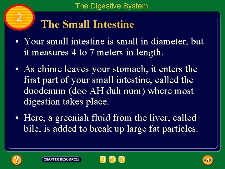The Digestive System 2 The Small Intestine • Your small intestine is small in