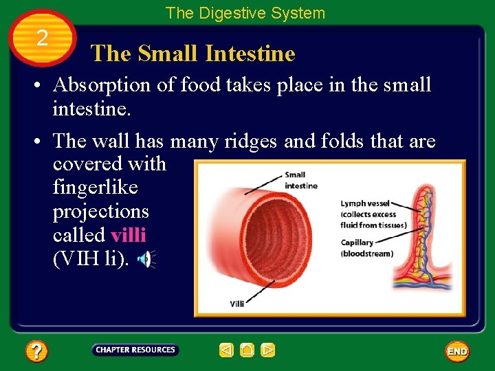 The Digestive System 2 The Small Intestine • Absorption of food takes place in