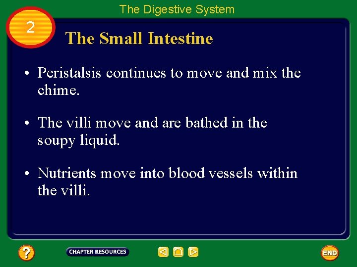 The Digestive System 2 The Small Intestine • Peristalsis continues to move and mix