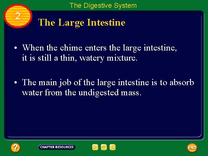 The Digestive System 2 The Large Intestine • When the chime enters the large