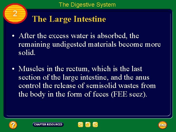 The Digestive System 2 The Large Intestine • After the excess water is absorbed,