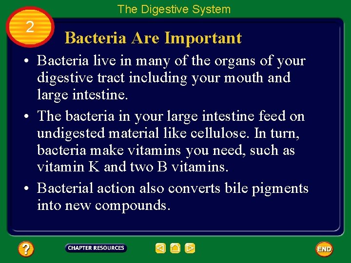 The Digestive System 2 Bacteria Are Important • Bacteria live in many of the
