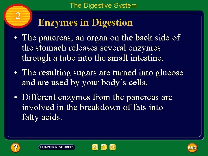 The Digestive System 2 Enzymes in Digestion • The pancreas, an organ on the