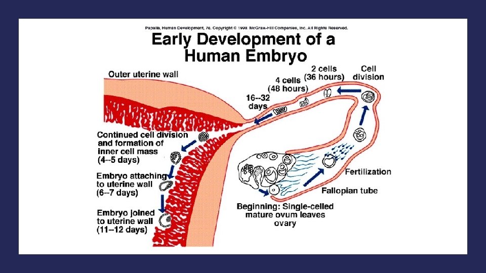 Humanize Embryonic Development Developmental Psychology Study of humans from womb to