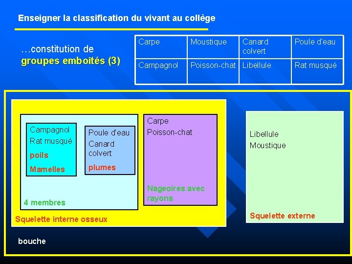 Enseigner la classification du vivant au collège …constitution de groupes emboîtés (3) Campagnol Rat