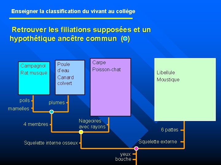 Enseigner la classification du vivant au collège Retrouver les filiations supposées et un hypothétique